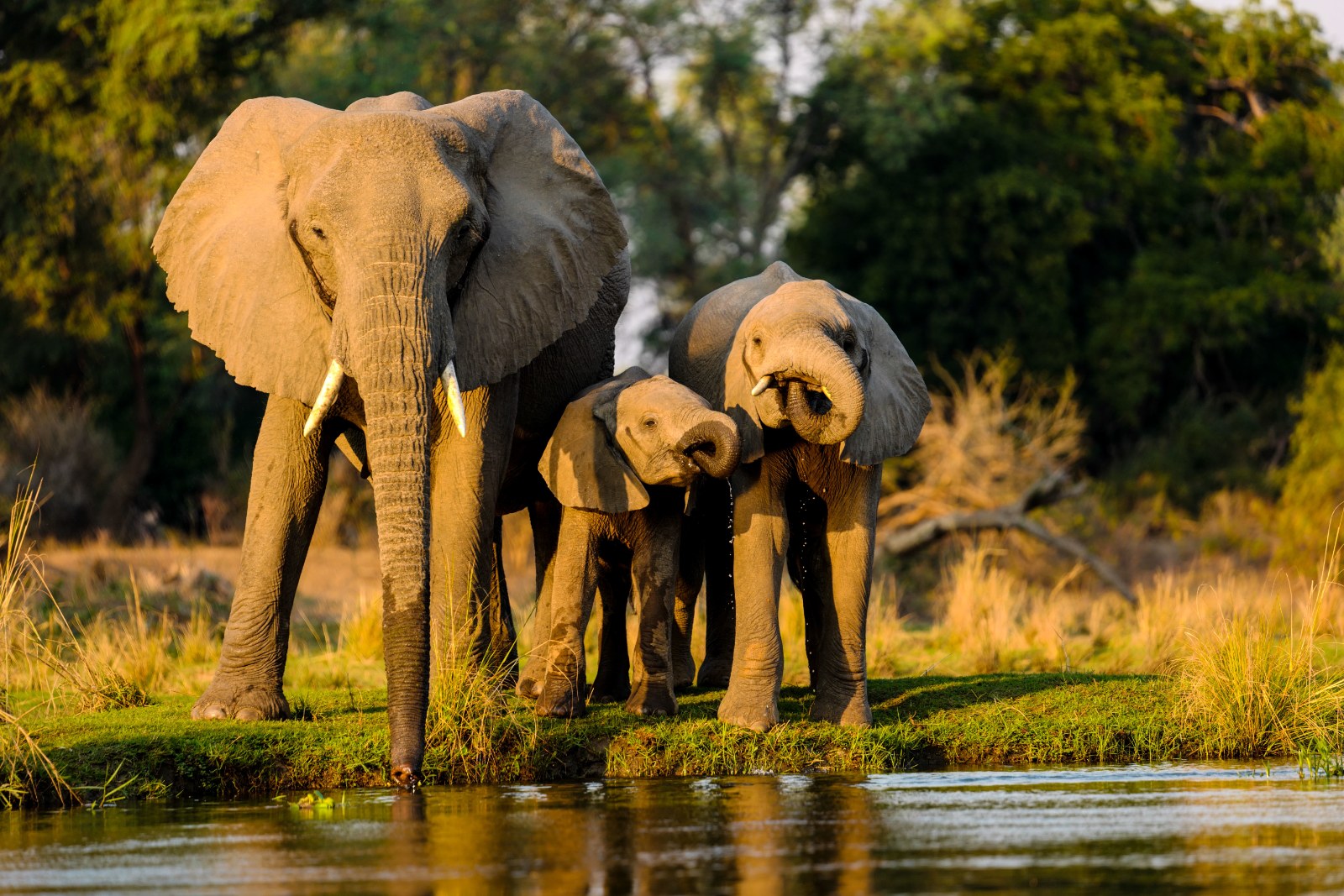 Amboseli: Why Elephants and Kilimanjaro Make the Perfect Safari Pairing