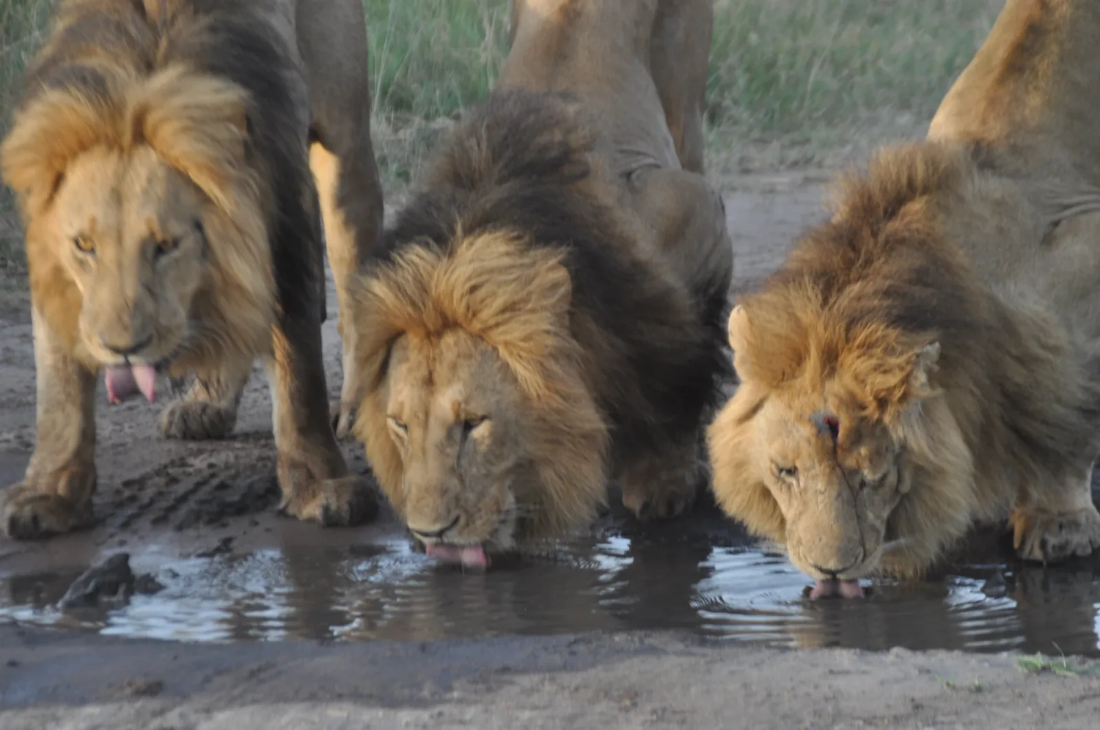 best tour operators in Kenya, best safari companies in Kenya, luxury safari companies in Kenya, best travel companies in Kenya, best safari companies in East Africa
