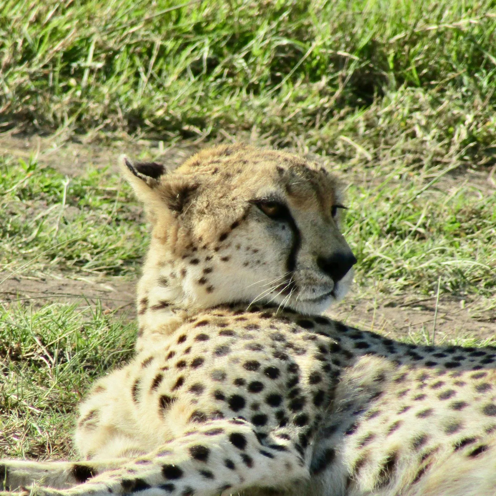first-time visitors to Kenya guide, travel tips for first-time visitors to Kenya, first time visiting Kenya, Kenya safari tips, sustainable tourism in Kenya
