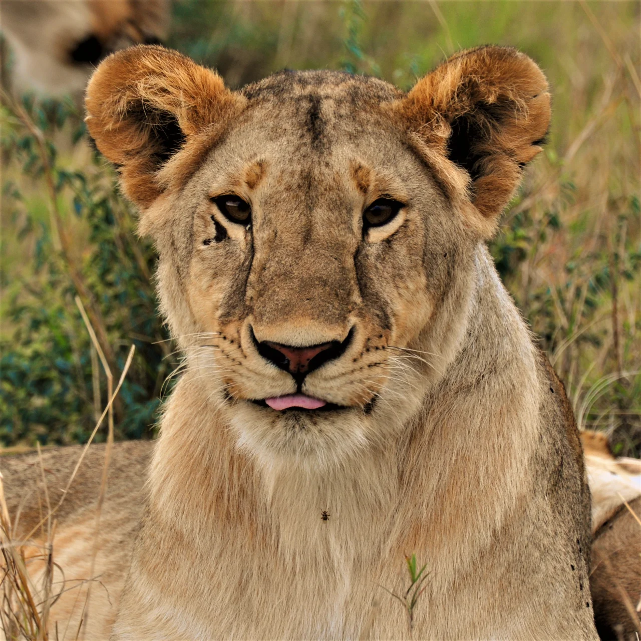 First-Time Visitors to Kenya Guide: What to Know Before Your First Safari