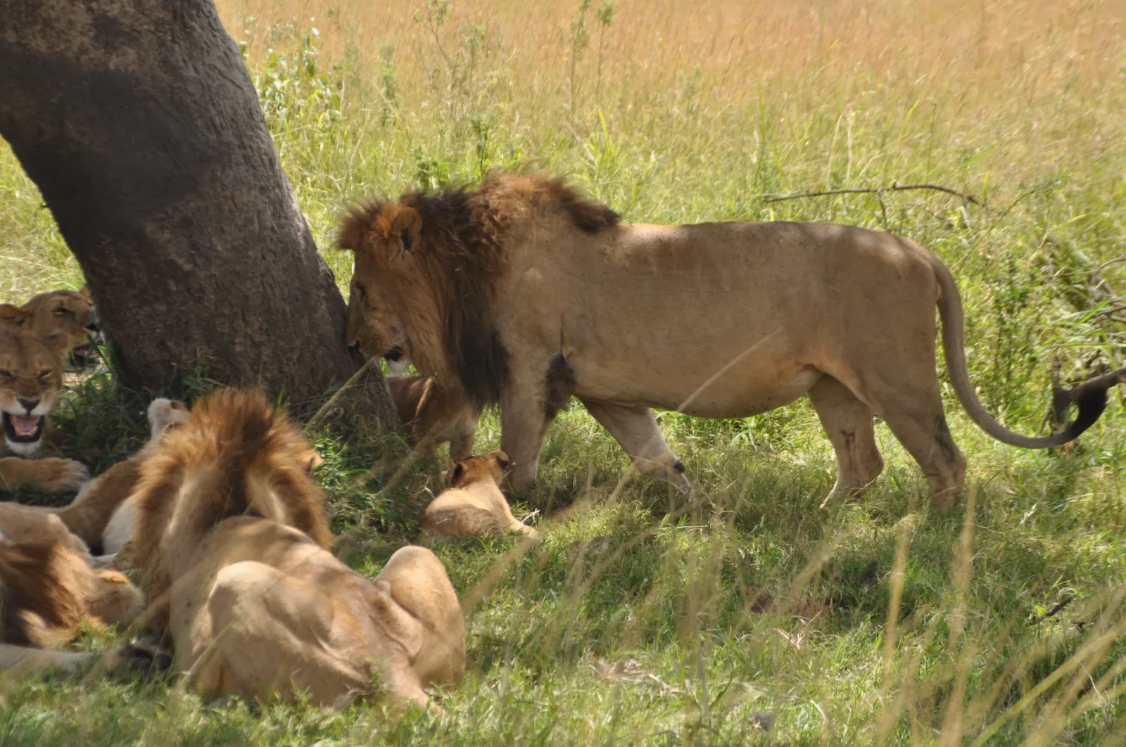 best tour operators in Kenya, best safari companies in Kenya, luxury safari companies in Kenya, best travel companies in Kenya, best safari companies in East Africa