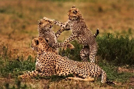 best family safari packages in Kenya, family safari Kenya, Kenya safari packages for families, best family safaris in kenya, best family tour experiences in kenya