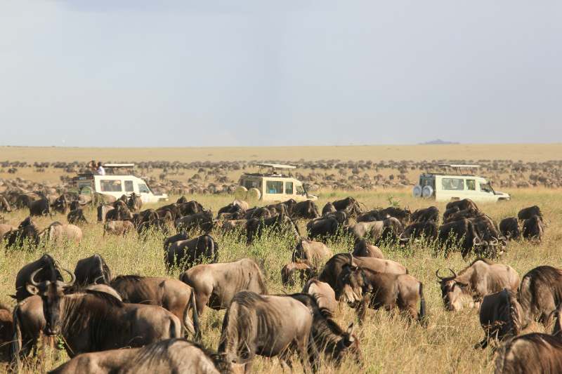 The Great Wildebeest Migration: Everything You Need to Know Before You Go