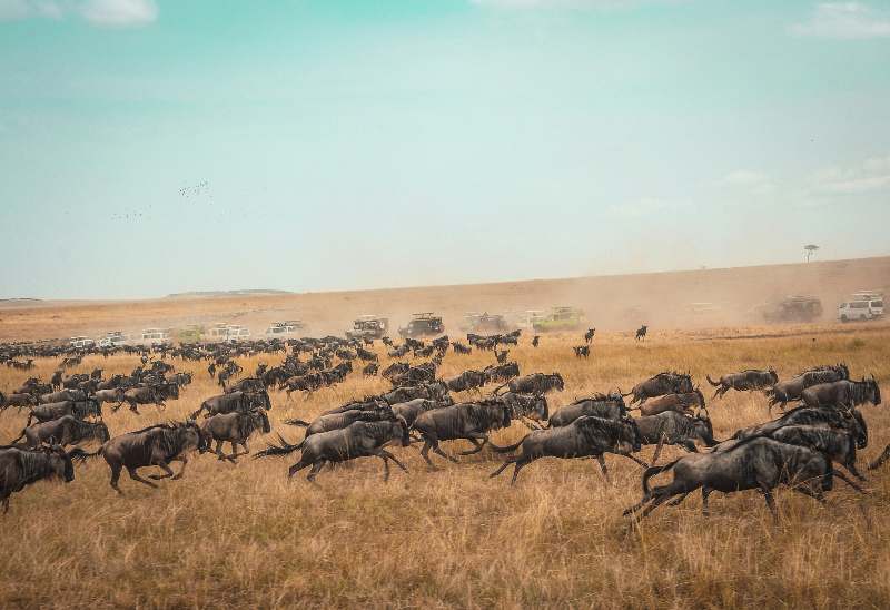 Maasai Mara Ultimate Safari Guide