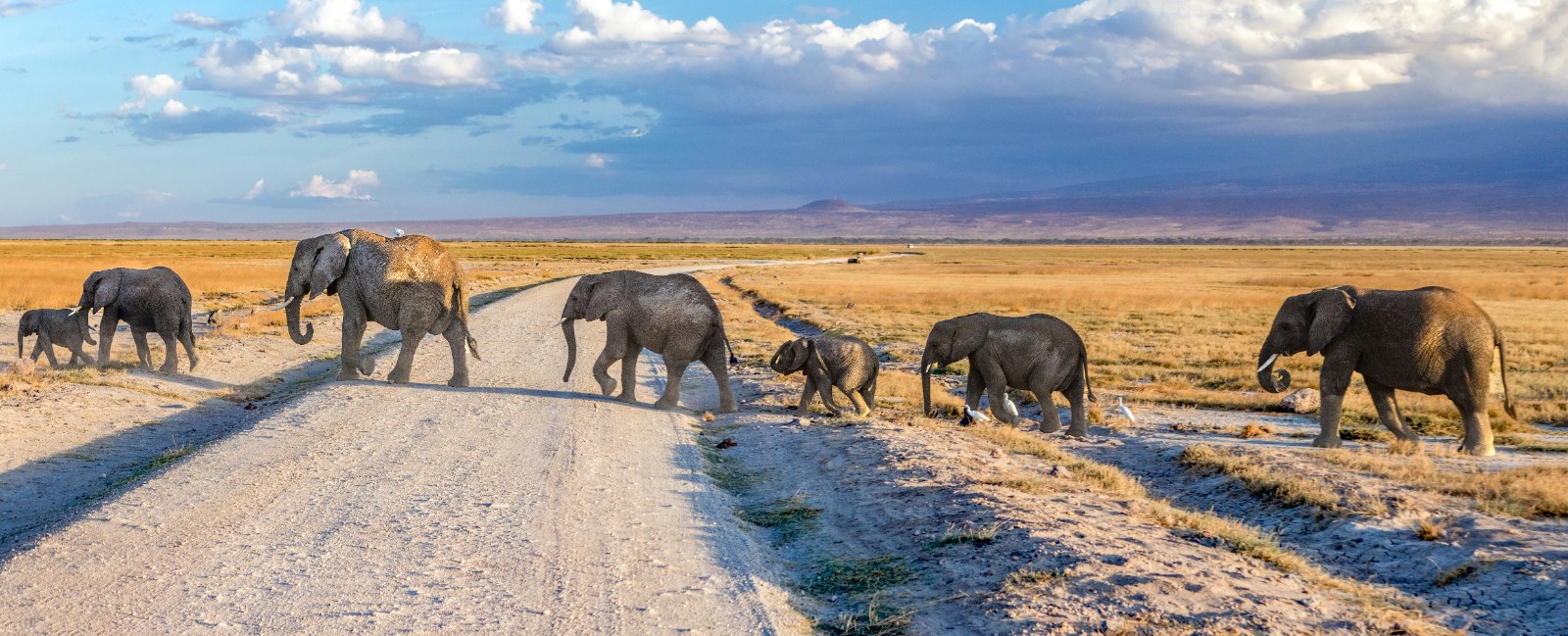 Big Five vs Big Nine: What Animals Can You Actually See in Kenya?