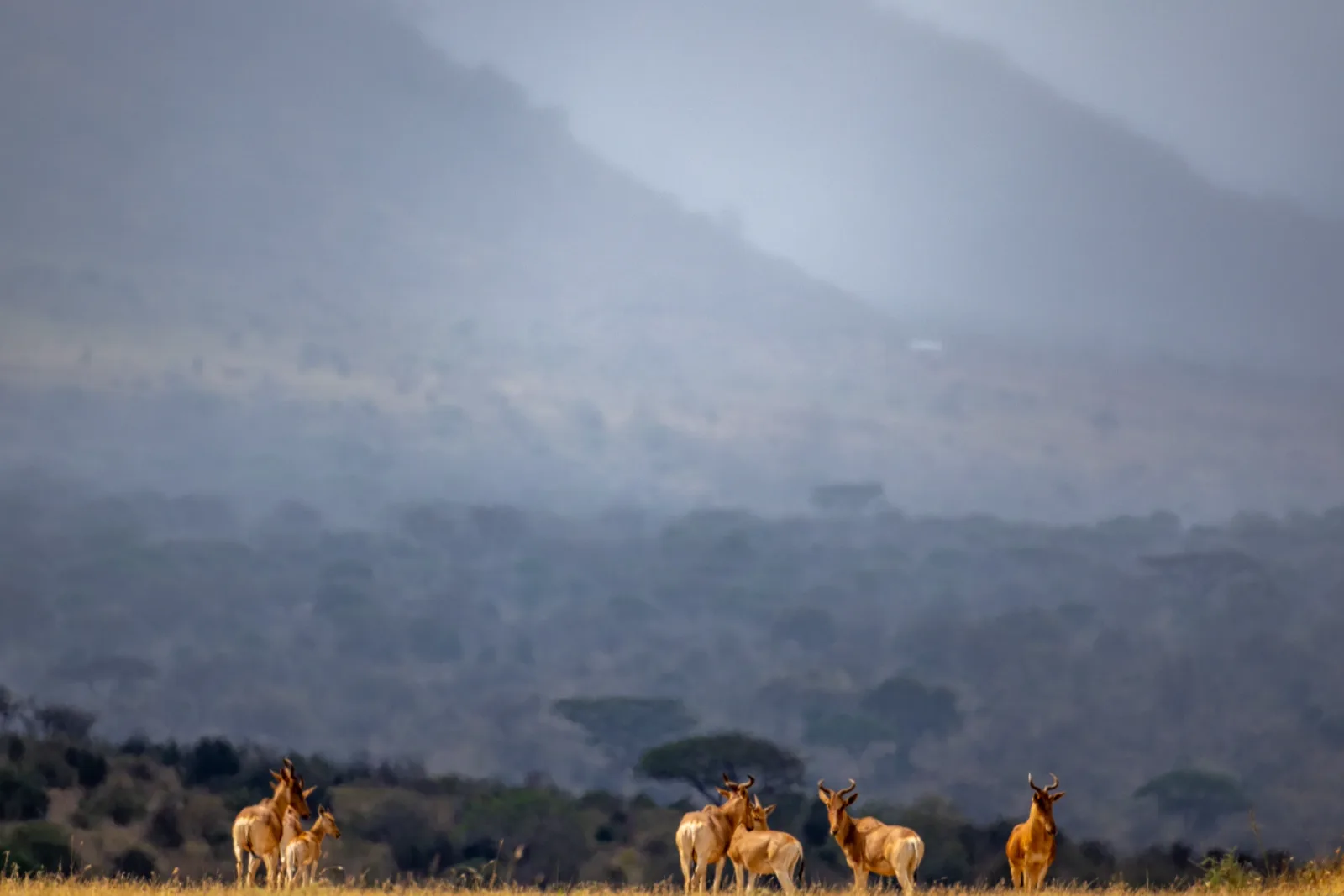 best luxury safaris in kenya, best private safaris in kenya, luxury Kenyan safari, luxury safari lodges in Kenya, leading luxury tour company in Kenya, luxury safari tours and packages in kenya