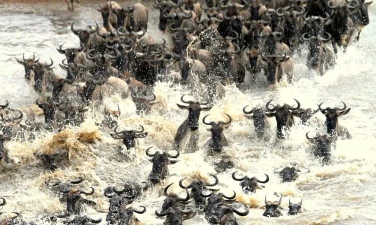 Maasai Mara ultimate safari guide, best time to visit Maasai Mara, Maasai Mara safari packages, the Maasai Mara Great Migration, Maasai Mara camps and lodges